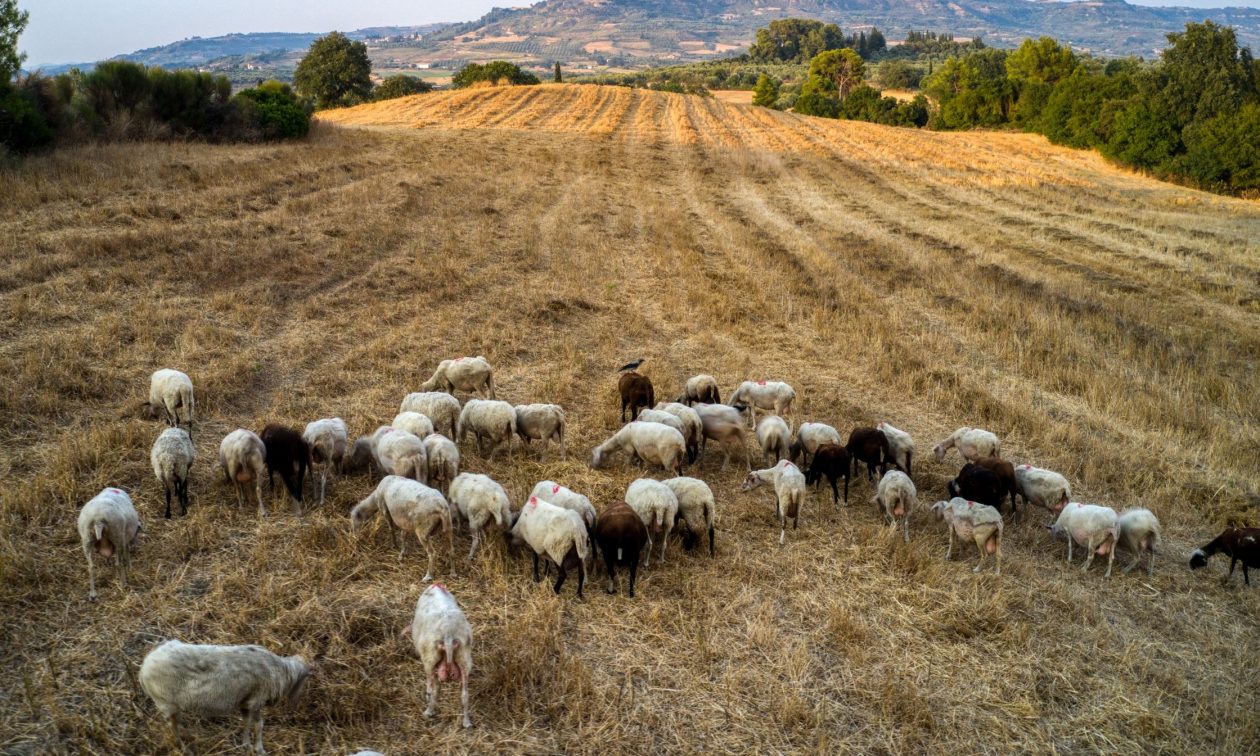 Εξαπλώνεται η πανώλης στα αιγοπρόβατα στην κοινότητα Καλλιανών με αυστηρά μέτρα πρόληψης