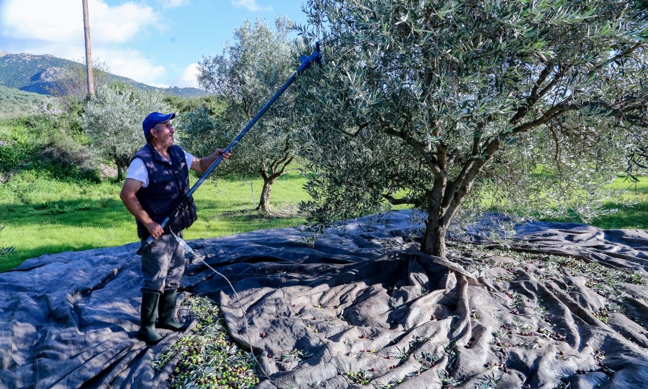 Ανάκαμψη της παραγωγής ελαιολάδου και οι προσδοκίες για τιμές και κατανάλωση στην ελαιοκομική χρονιά 2024 – 2025