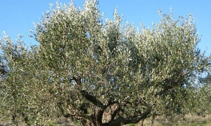 Οδηγός για το σωστό κλάδεμα της ελιάς και την υγεία του δέντρου