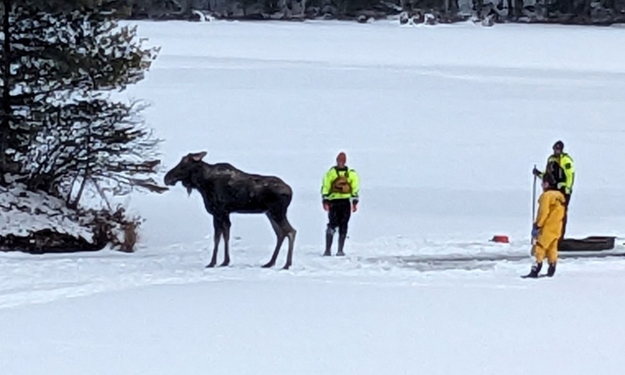 Διάσωση Άλκης από Παγωμένη Λίμνη στα Βουνά Adirondack